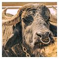 День 3 - Хуст – Хустский замок – буйволина ферма "Карпатський буйвіл" – дегустація Закарпатського вина